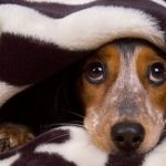 Собака в доме: Приметы в помощь владельцам собак